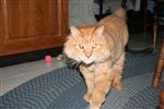 Miss Ralston's cat Squinty 